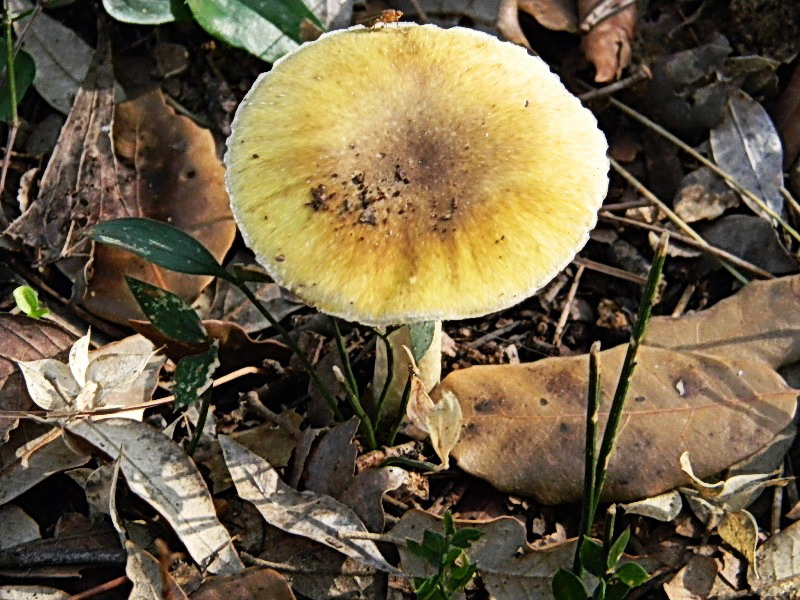 Amanita phalloides  vista da Antonio.